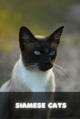 Siamese Cats