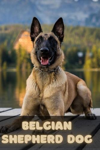 Belgian Shepherd Dog