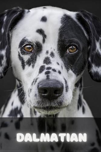 Dalmatian
