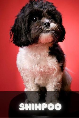 Shihpoo