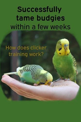 Successfully tame budgies within a few weeks