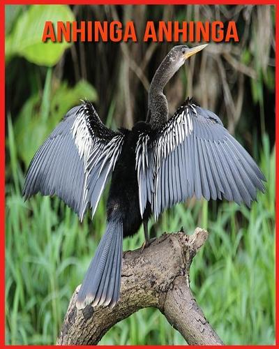 Anhinga anhinga