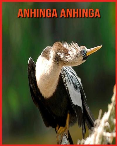 Anhinga anhinga