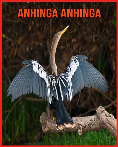 Anhinga anhinga