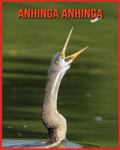 Anhinga anhinga