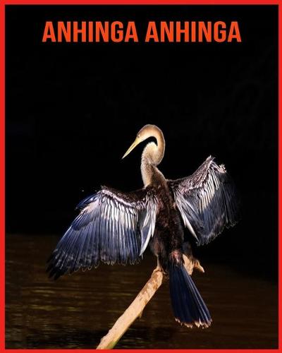 Anhinga anhinga