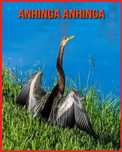 Anhinga anhinga
