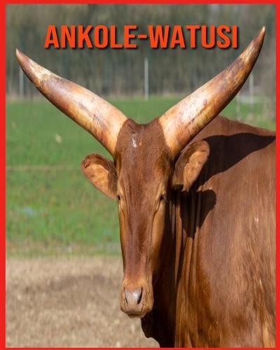 Ankole-Watusi