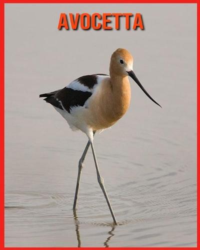 Avocetta