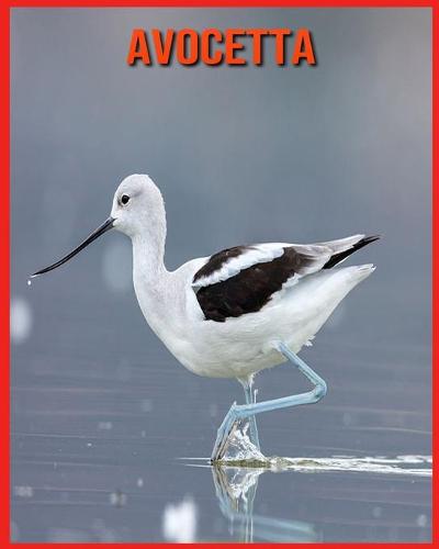 Avocetta