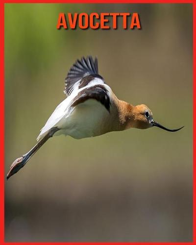 Avocetta