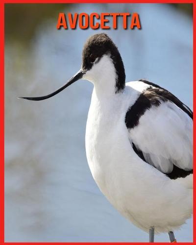 Avocetta