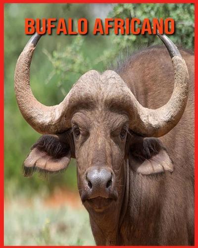 Bufalo Africano