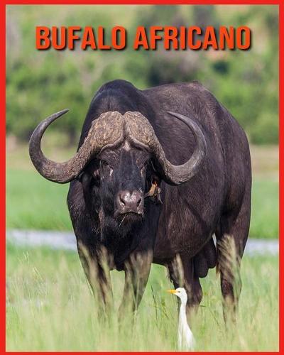Bufalo Africano