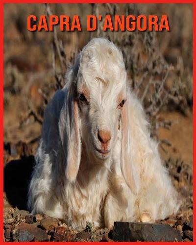 Capra d'Angora