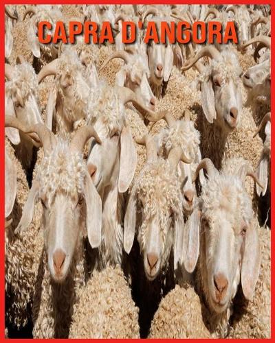 Capra d'Angora