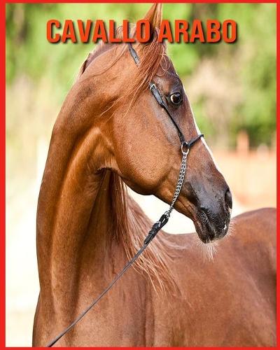 Cavallo Arabo