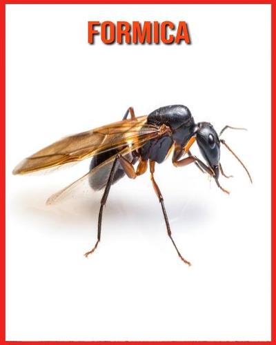 Formica