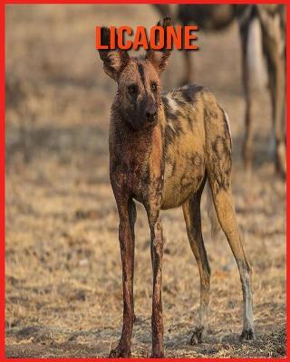 Licaone