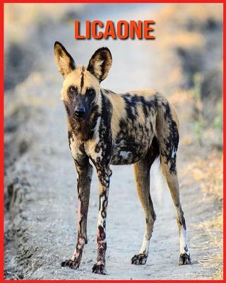 Licaone