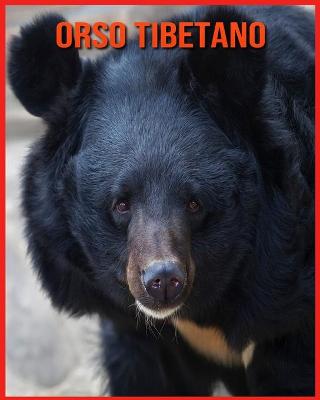 Orso Tibetano