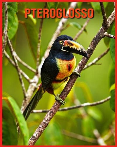 Pteroglosso