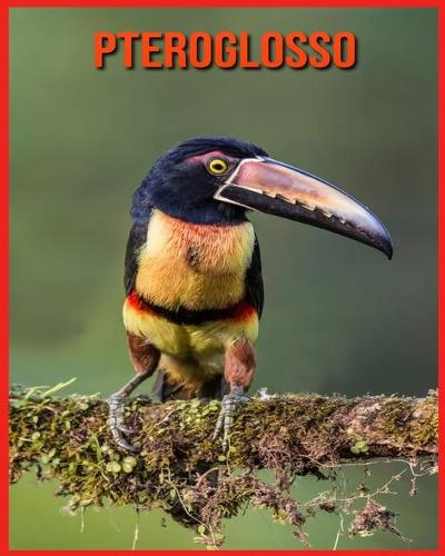 Pteroglosso