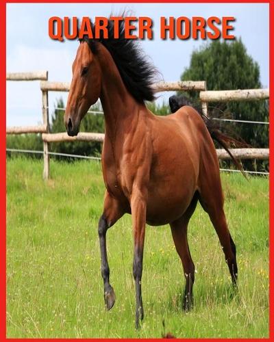Quarter Horse