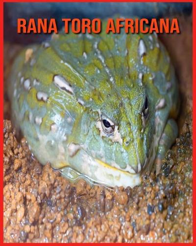 Rana Toro Africana