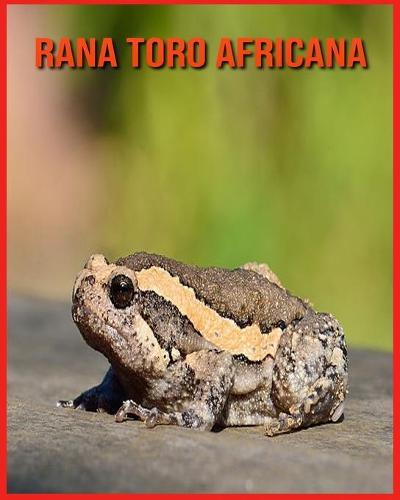 Rana Toro Africana