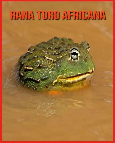 Rana Toro Africana