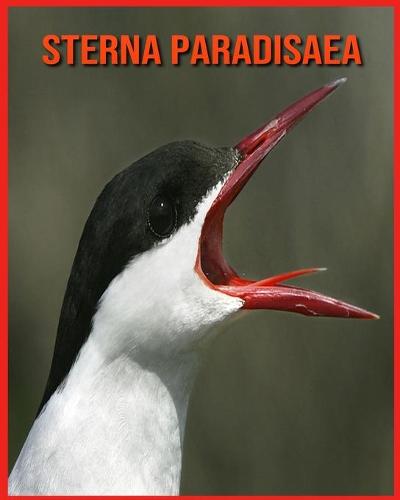 Sterna Paradisaea