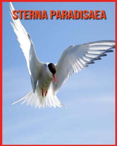 Sterna Paradisaea