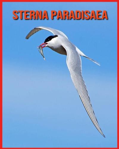 Sterna Paradisaea