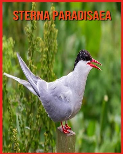 Sterna Paradisaea
