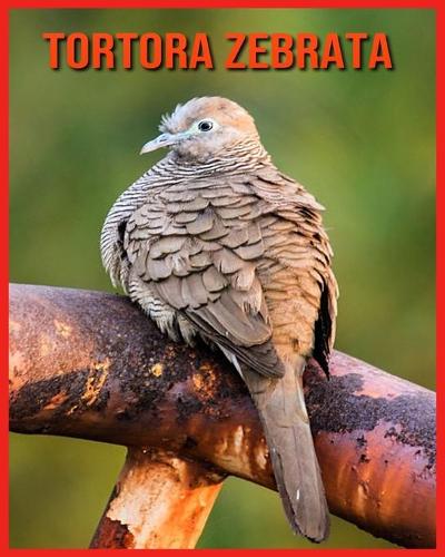 Tortora Zebrata