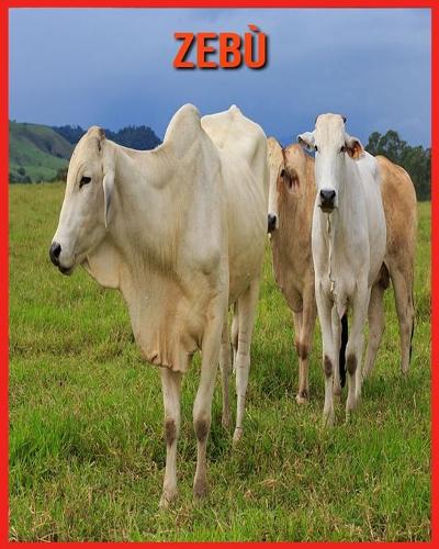 Zebu