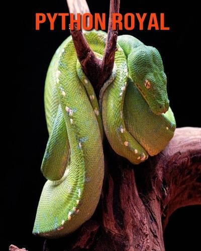 Python Royal