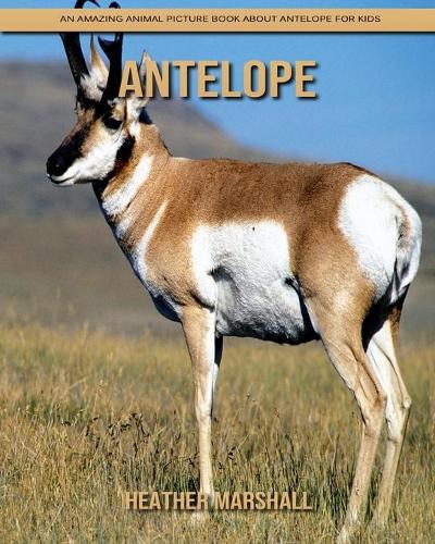 Antelope