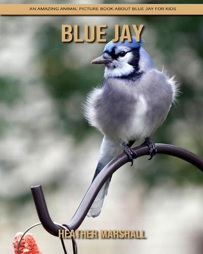 Blue Jay