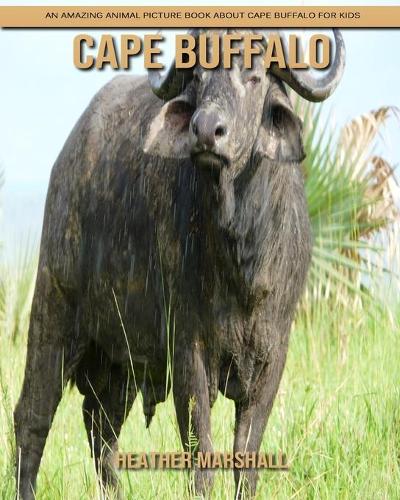 Cape Buffalo