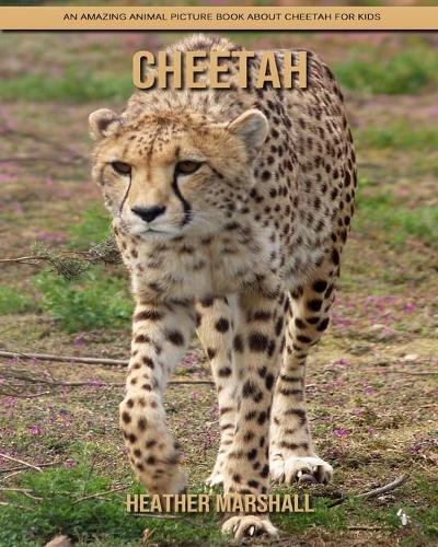 Cheetah