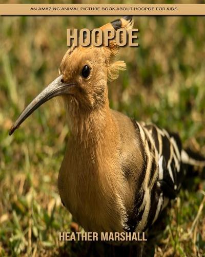 Hoopoe