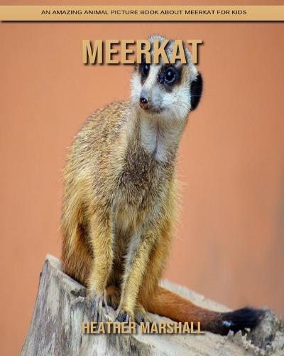 Meerkat