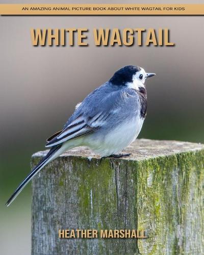 White Wagtail