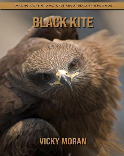 Black Kite
