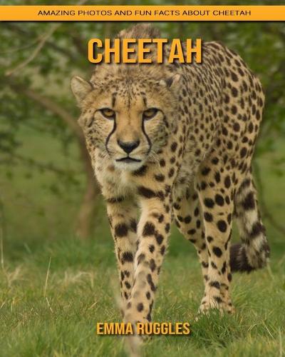 Cheetah