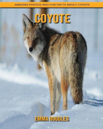 Coyote