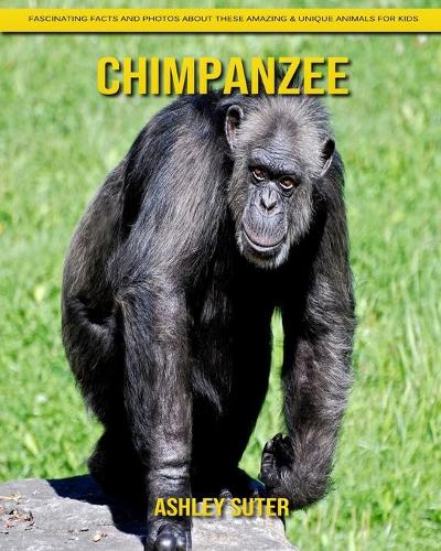 Chimpanzee