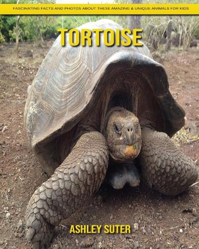 Tortoise